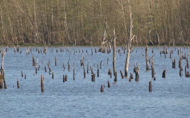 Un ensemble de troncs morts sans écorces, avec des branches cassés, qui dépassent d'un étang.