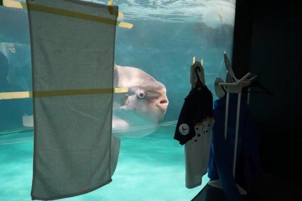 Pez luna en acuario observando siluetas de cartón de personas pegadas a los cristales
