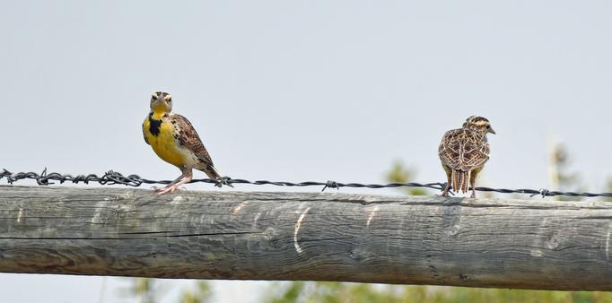 #Meadowlark #Bird 

Two meadowlarks stand on a cross-brace of a barbed wire fence