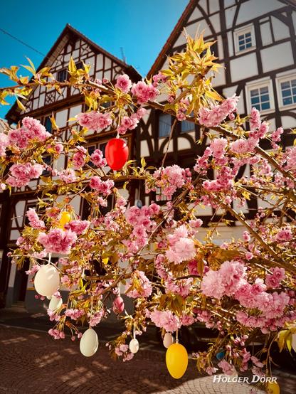 Blühender Baum mit üppigen rosa Blüten, geschmückt mit bunten Ostereiern, vor historischen Fachwerkhäusern am Marktplatz von Grünberg. Im strahlenden Frühlingslicht entsteht eine warme, festliche Atmosphäre voller Lebensfreude und Tradition.