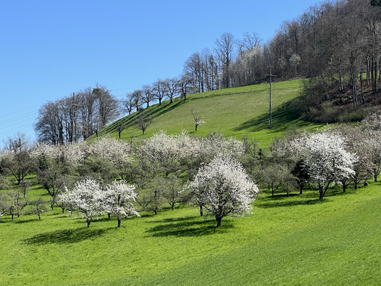 Blühende Kirschbäume