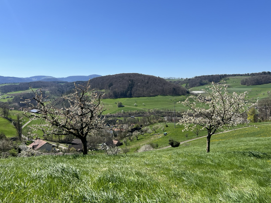 Blick über Wiesen auf die nächste Bergkette, im Vordergrund blühende Kirschbäume