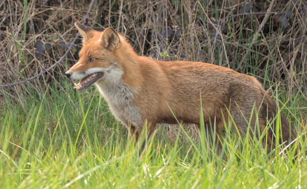 Photographie en plan large d'un renard dans l'herbe. On voit tout son corps à l'exception de ses pattes.