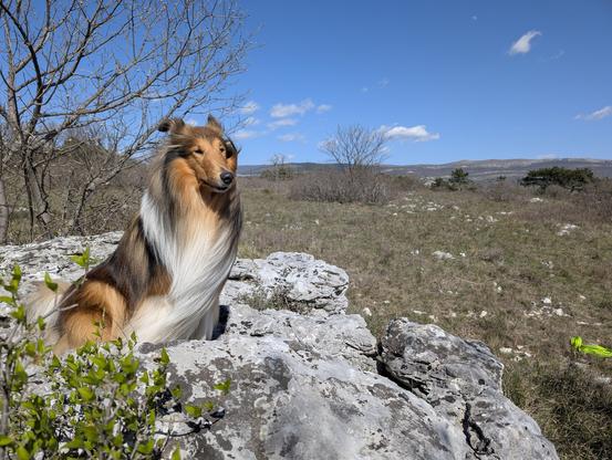 A medium shot photo of a long-haired dog, a Rough Collie, sitting on gray rocks. The dog is mostly brown and white.  Behind the dog is a dry, grassy field leading to a line of trees and a blue sky with a few clouds.