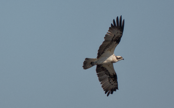 Un balbuzard pêcheur en vol. C'est un gros rapace, il a les ailes dépliées avec une large envergure. Il est vu en train de virer en l'air et exposé l'intérieur de ses ailes, son ventre et sa tête. Son plumage est blanc avec des tâches sombres. Sa tête est blanche avec un masque noir au niveau des yeux.