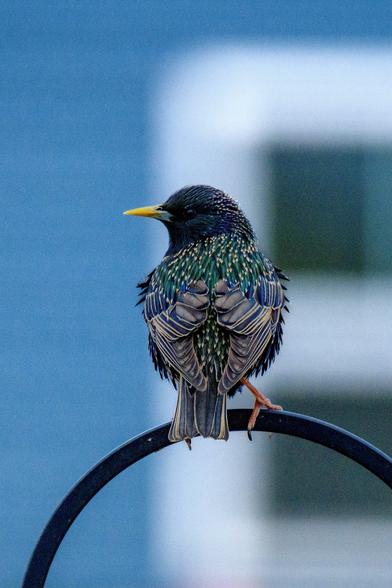 A vibrant and colorful bird of blue, teal, gold, yellow… perched on a shepherd’s hook
