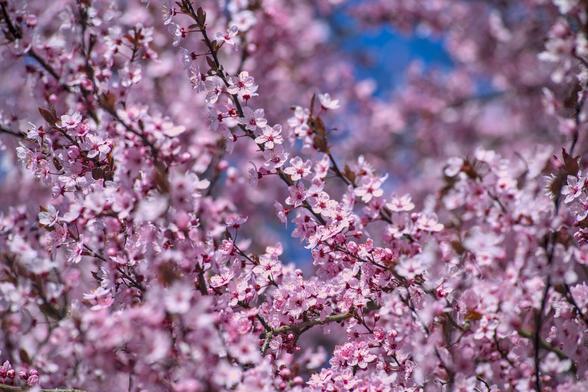 bild im querformat,
nahaufnahme einer baumkrone die voll ist mit rosa-weißen blühten