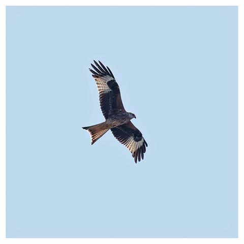 Large bird (a red kite) with forked tail and long wing feathers in flight against a blue sky