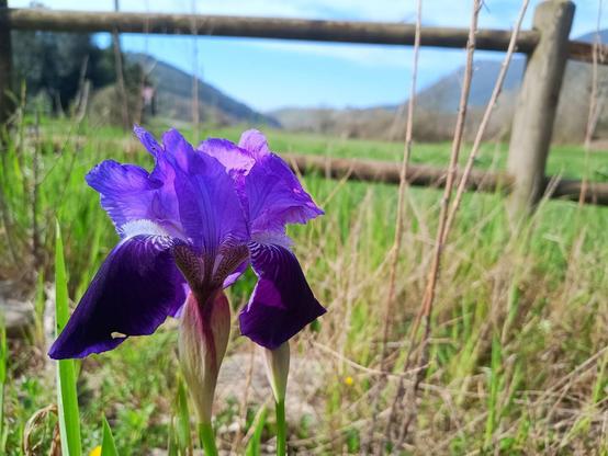 Orchidea blu con venature purpuree, piantata a poca distanza da uno steccato in legno. Montagne basse in lontananza.