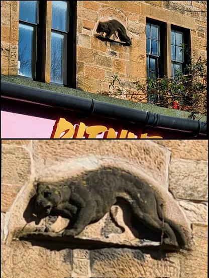 A relief sculpture of a cat high up on the back of an old Glasgow tenement.