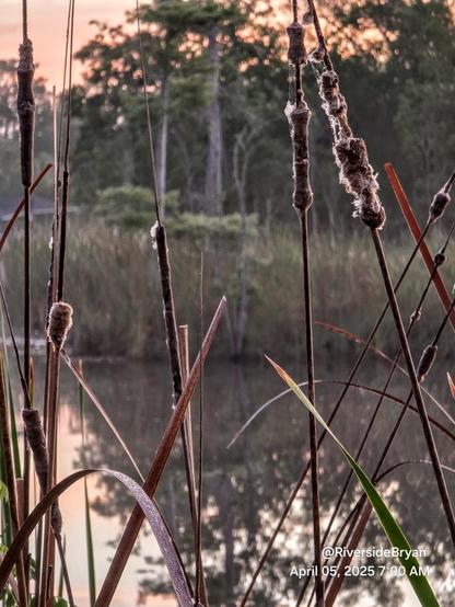 Close up at the shoreline reeds and cat tails of a marshy waterway.