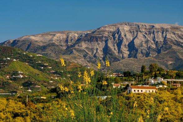 Yellow wildflowers in the foreground, a rocky mountain in the background, on a cloudless sunny day