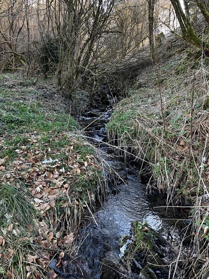 Ein kleiner wilder Bachlauf im Wald