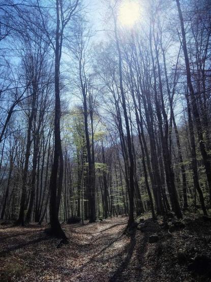 In mezzo al bosco - sentiero, alberi, cielo terso, fogliame