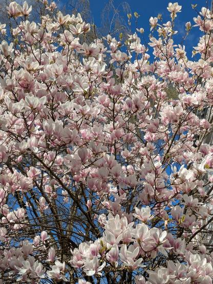 Das Bild zeigt einen Magnolienbaum in voller Blüte. Im Hintergrund ist strahlend blauer Himmel zu erkennen.