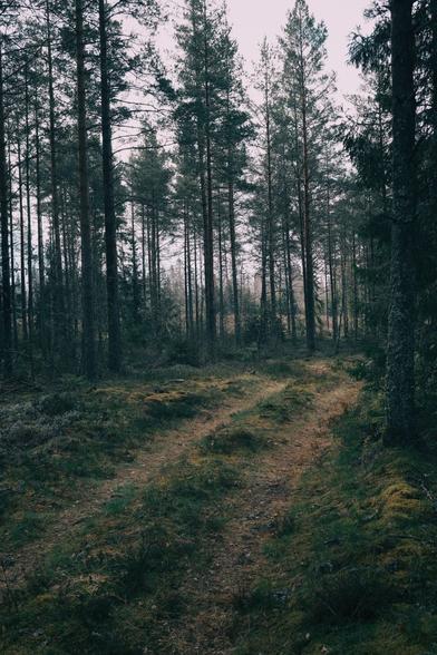 En gammal skogsväg löper från bildens underkant och viker av in mellan träden och försvinner ut åt höger. Tallarna står höga längs vägens båda sidor och mellan dem syns morgondimman mot vegetationen längre bort. Det är något lite trolskt med ljuset i bilden.