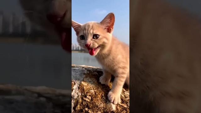 Meet the Mysterious Sakukam Cat! 🐱✨