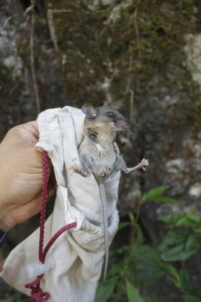 A picture of Peromyscus ochraventer