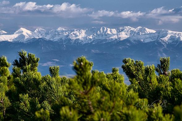 The photo shows a panorama of the snowy Tatra Mountains from Babia Góra. The bottom half of the photo shows partially out-of-focus green branches of the mountain pine. The upper part is the snow-capped Tatra Mountains. The mountains are slightly hazy, photographed from a distance of about 40 km in the afternoon sun. Above the mountains a narrow strip of blue sky and on it a strip of clouds parallel to the mountains.