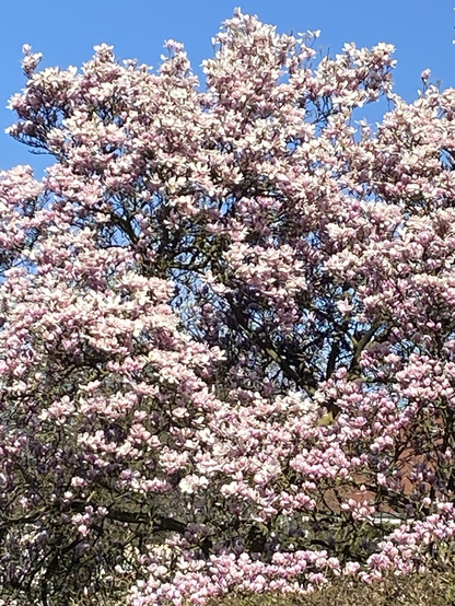 Ein riesiger, in vollem Saft blühender Magnolienbaum. Er bedeckt das gesamte Bild mit seinen tausenden rosaweißen Blüten und ragt noch darüber hinaus.