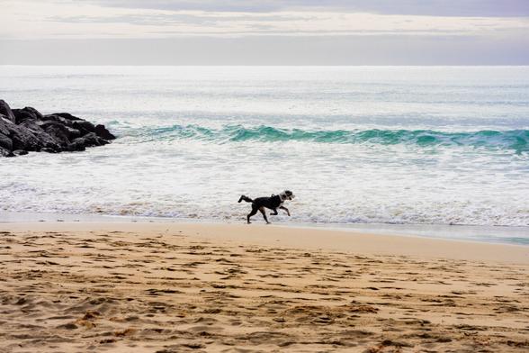 The image shows a beach scene with a dog running along the shoreline. There's sand in the foreground, waves in the middle ground, and rocks to the side. It looks like a peaceful coastal setting.
