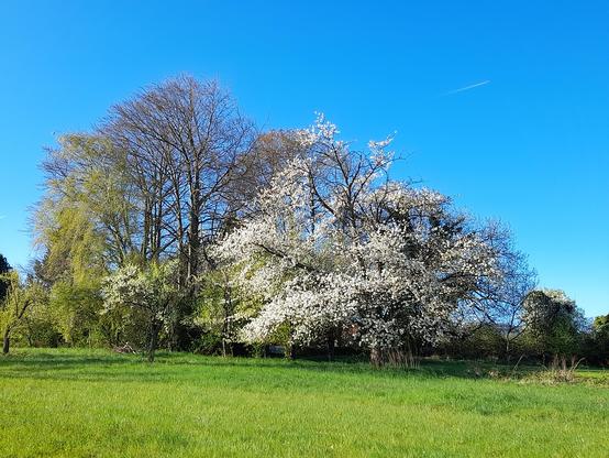 A group of ancient trees in a meadow in the sunshine and under an immaculate deep blue sky. In the background, yet unleafy copper beeches, around a hundred years old. A tall birch tree gets its first spring green. On the right, slightly in the foreground, an old cherry tree in full bloom. The very small trees at the left are about 60 years old.