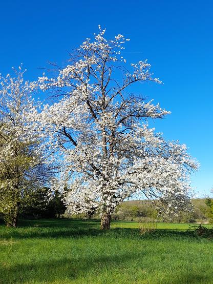 The whole cherry tree on a meadow with deep blue sky.
