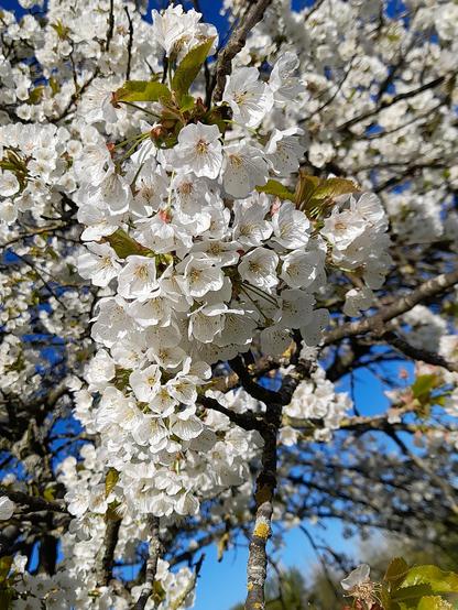 Macro of the white cherry flowers.
