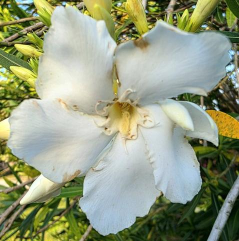 Bright white oleander flowers in a green tree.