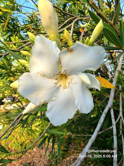 Bright white oleander flowers in a green tree.