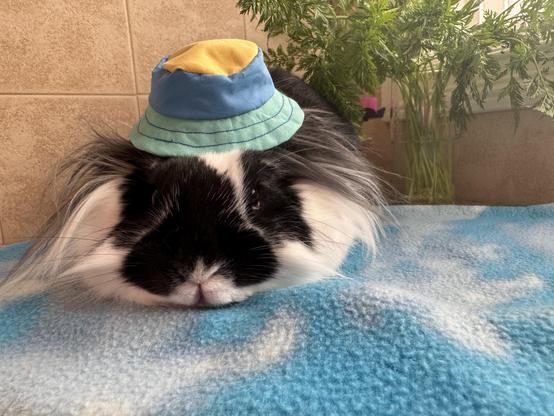 A reluctant lionhead models a sunhat, looking slightly embarrassed.