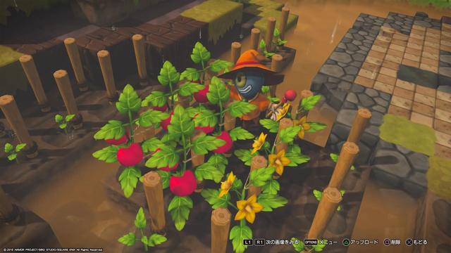 スクリーンショット：トマトの花が咲いた！　と思って撮影しようとした瞬間、先に植えた方から順に実になりましたという状況。左二列が赤い実になっていて、右一列のみ黄色い花が咲いている