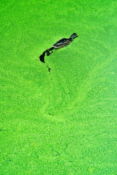 A photo of a duck eating the green plants growing on top of water. Top view of the lake surface with vivid green plants, and a duck eating through.