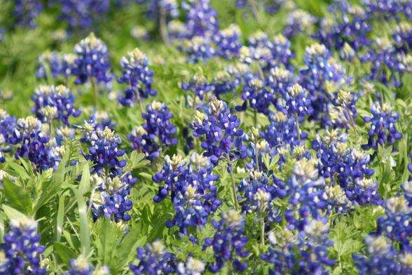 A group of Texas Bluebonnets in full bloom. Deep blue with white tips, greenery from the plants underneath.