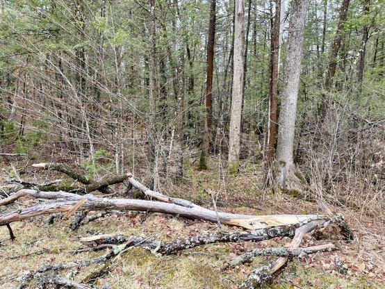 The image depicts a forested area with a mix of trees and fallen branches. In the foreground, several large fallen tree branches are scattered across the ground, some covered in lichen. The branches vary in size and are positioned in different directions, creating a natural, untamed appearance. The background features a variety of trees with different bark textures and colors, including some with bare branches and others with green foliage, suggesting a transition between seasons. The ground is covered with a mix of grass and fallen leaves, adding to the natural setting. The overall scene is serene and undisturbed, with no visible signs of human activity.

Provided by @altbot