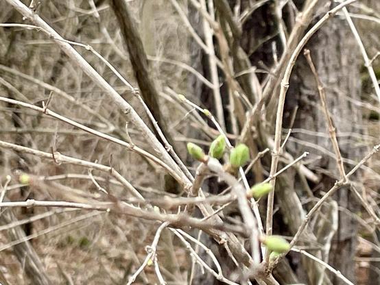 The image depicts a close-up view of a tree branch in a forest setting. The branch is bare, with a network of thin, light brown twigs extending in various directions. Among the twigs, several small green buds are visible, indicating the onset of new growth. The background is filled with more branches and tree trunks, creating a dense, natural environment. The focus is on the branch in the foreground, with the background slightly blurred, emphasizing the buds and the intricate structure of the branch. The overall color palette is muted, with shades of brown and green, suggesting a scene in early spring.

Provided by @altbot