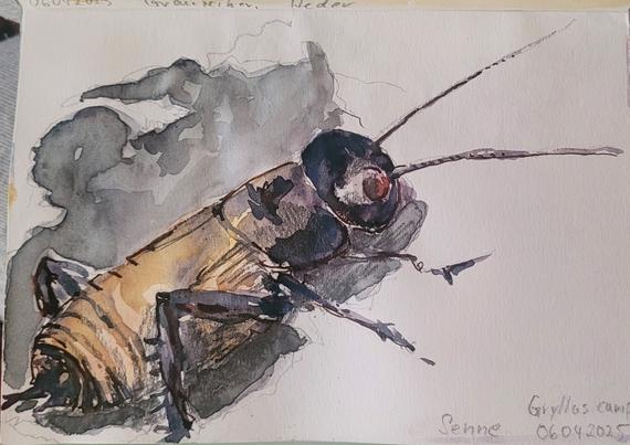 Aquarellskizze: ein robustes Insekt mit rundem Kopf und kräftigen Hinterbeinen und langen Fühlern