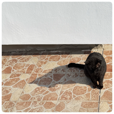 The cat and its shadow