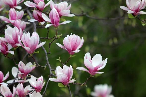 Magnolienblüten