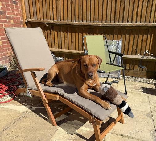 Ted on the fancy garden chair