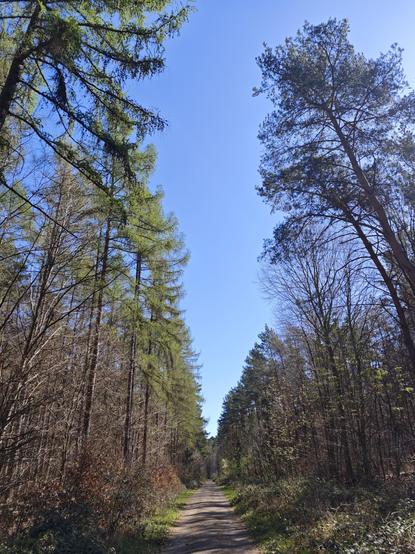 A straight gravel path with trees to the left and right, with a cloudless blue sky.