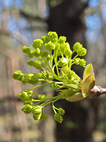 A macro shot of some bright green buds.