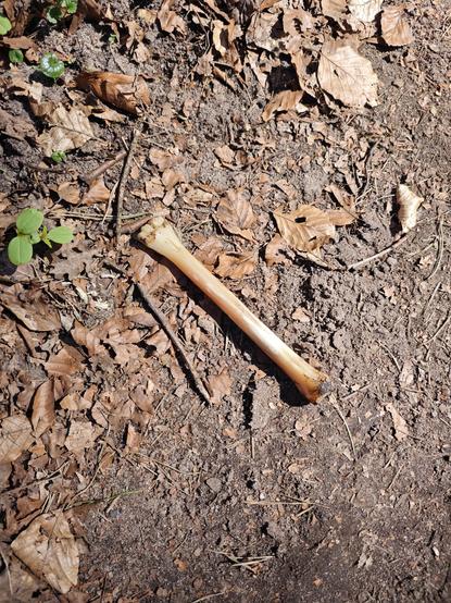 A bone on the forest floor.