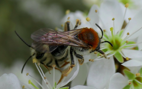 Eine Biene mit rotbraun behaartem Thorax und schwarzem Hinterleib sitzt obenauf und ist am deutlichsten zu sehen. Unter ihr befindet sich eine zweite, teilweise verdeckte Biene mit hellerem Hinterleib und ebenfalls dunklen Flügeln. Ihre Beine und Fühler sind gut zu erkennen, vor allem links unten im Bild. Beide Bienen befinden sich auf derselben weißen Blüte und scheinen eng aneinander gedrängt zu sein.