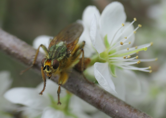 Eine Fliege mit auffällig grüner, metallisch schimmernder Brust sitzt auf einem Zweig vor einer weißen Blüte. Ihr Körper ist dicht behaart, die Augen sind groß und rotbraun. Die Vorderbeine sind angewinkelt und wirken fast gestikulierend, während die Hinterbeine Halt auf dem Ast finden.