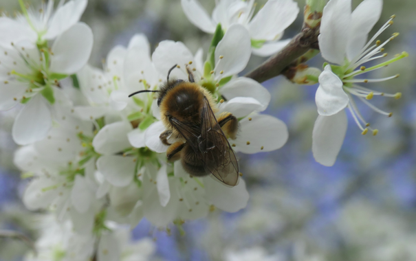 Eine pelzige Solitärbiene mit gelb-brauner Behaarung sitzt rücklings auf einer weißen Blüte mit zahlreichen Staubblättern. Ihre durchscheinenden Flügel liegen dachförmig über dem Hinterleib, die Fühler zeigen leicht nach vorne. Die Blüten stehen dicht an dicht und scheinen an einem blühenden Ast zu hängen.