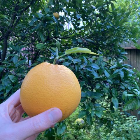 an orange, held by a pale-skinned hand in front of an orange tree in a yard dense with vegetation