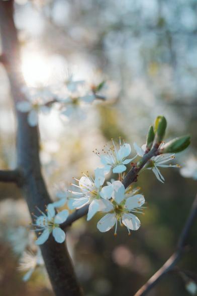 DE: Foto von mehreren weiße Blüten an einem Ast. Im Hintergrund sieht man einen dickeren dunklen Ast und weiter hinten sieht man Lichtstrahlen und verschwommene Bäume.

EN: Photo of several white flowers on a branch. In the background you can see a thicker dark branch and further back you can see rays of light and blurred trees.