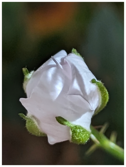 extreme close-up of a small, closed white dewberry (blackberry) bud on a thin, thorny stem. the background is blurred natural colors.