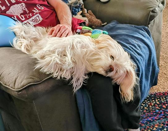A white, long haired lhasa apso is laying on a person's lap, sprawled out on her side, and looking towards the camera.